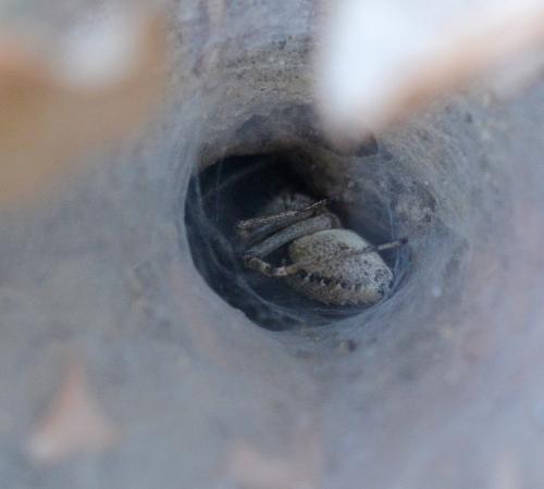 Agelena labyrinthica